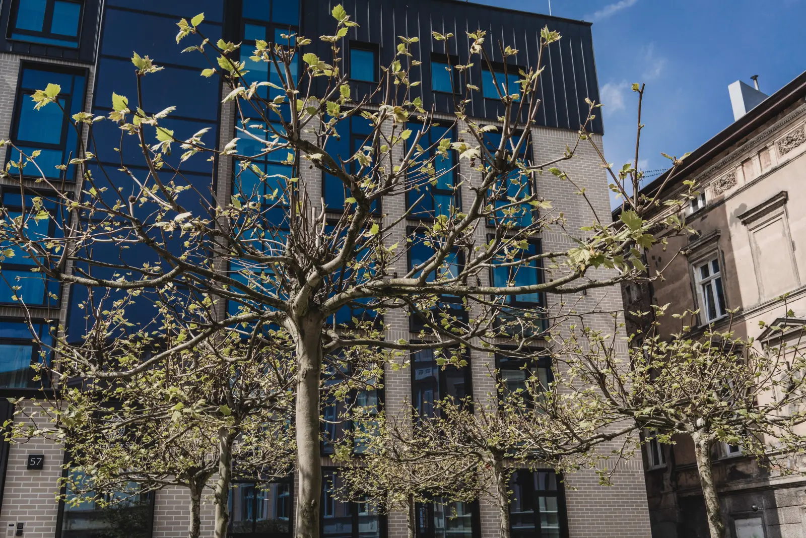 Building facade with blossoming spring trees