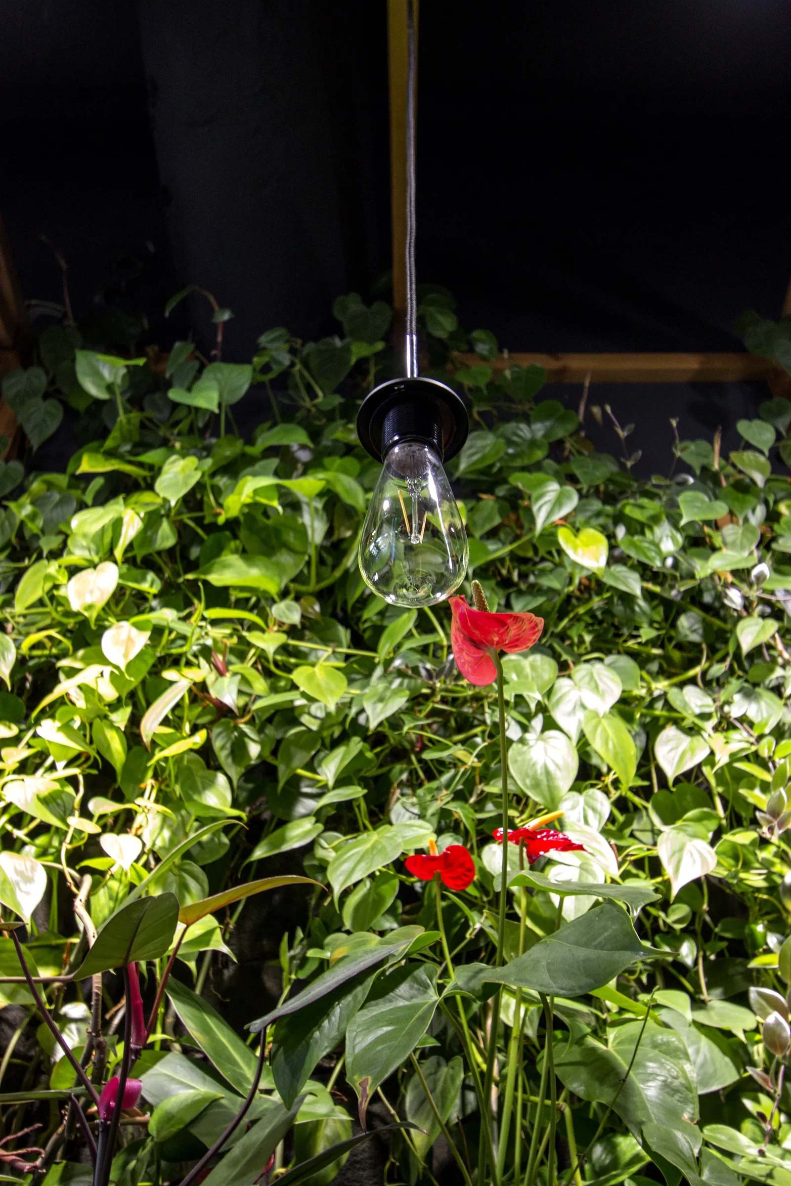 Interior: pendant teardrop bulb in focus with green foliage and anthurium flowers behind, night-mode