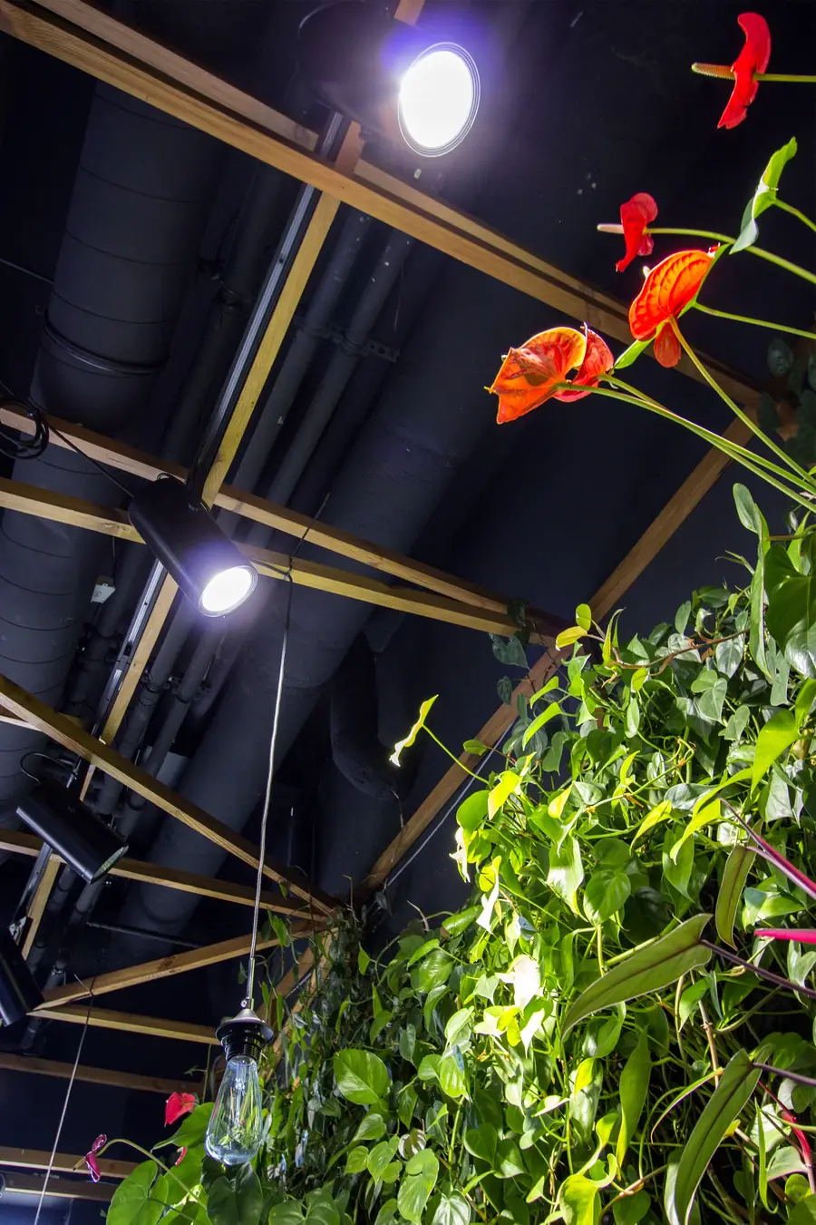 Interior: lattice close-up from below looking up toward green wall and anthurium, night atmosphere