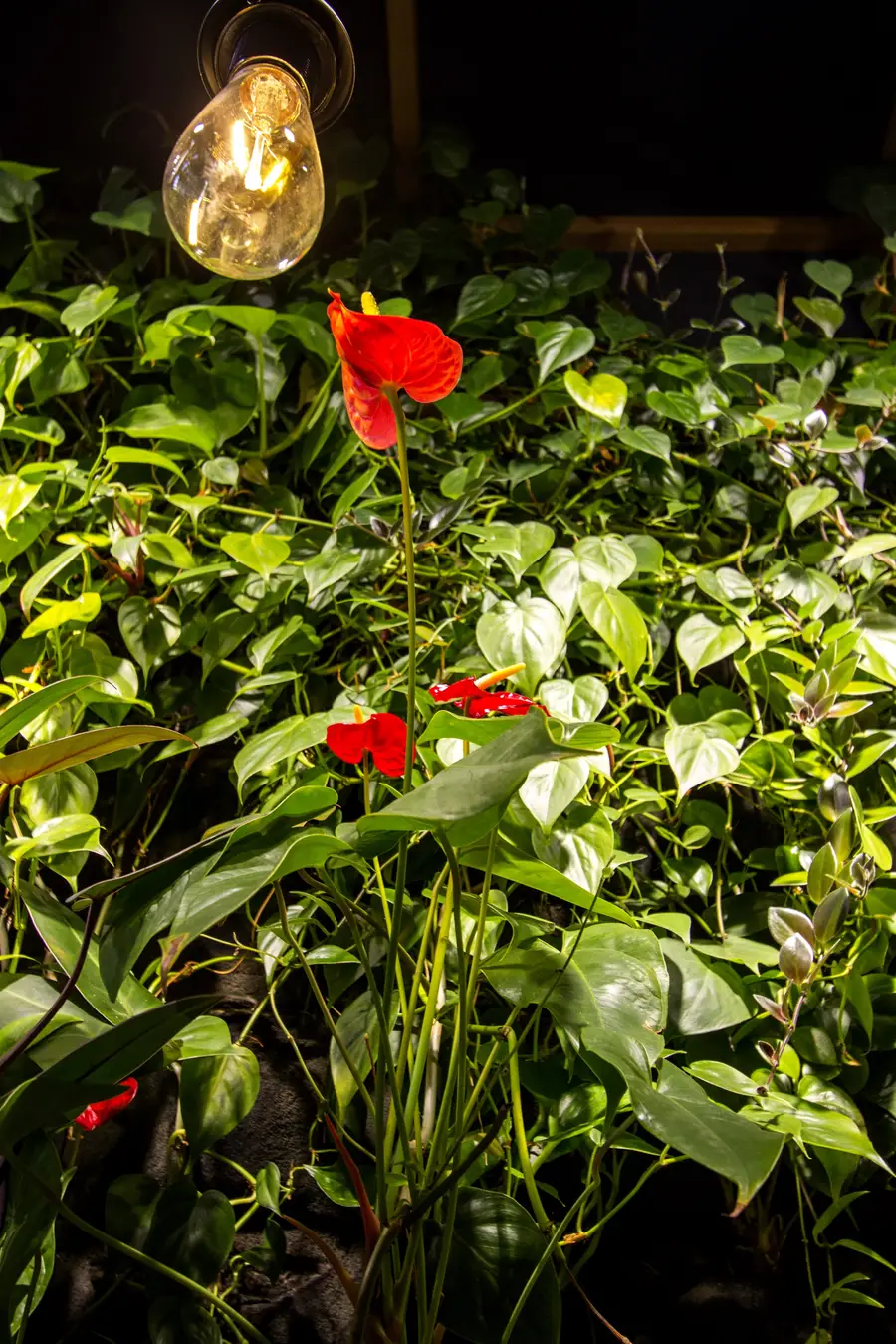 Interior: green wall and anthurium close-up with teardrop pendant bulb glowing, night-mode photograph